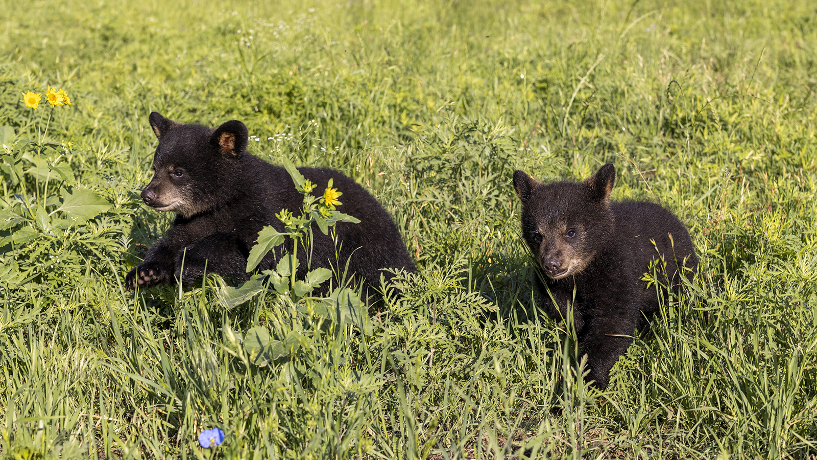 About | Baylor Bear Habitat | Baylor University